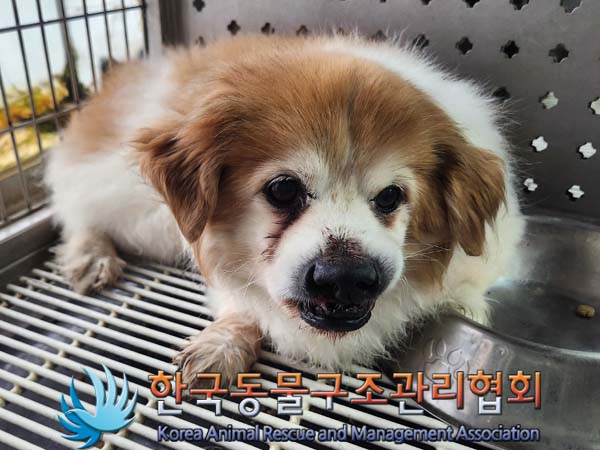 종료(반환) 믹스견…